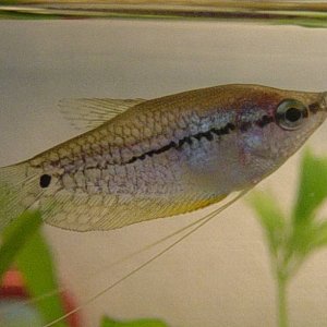 Pearl_Gourami.jpg