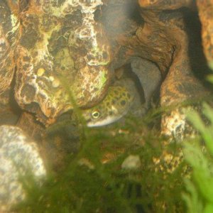 Puffer_Tank_new3.jpg