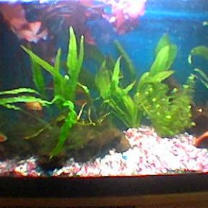 S_Tropical_Tank.jpg