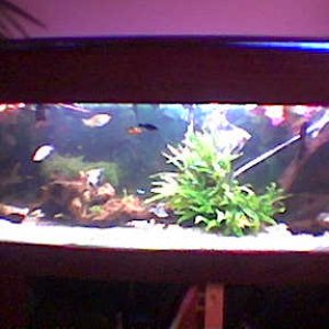 Tropical_Tank_28.01.jpg