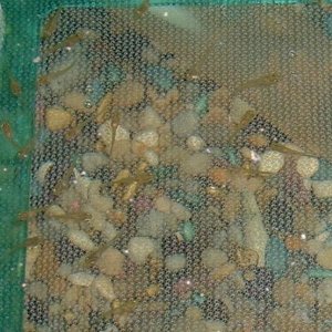 baby_fish_3.jpg
