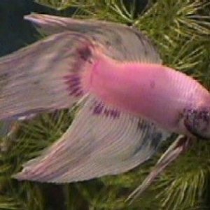 04_01_24_Betta_2.jpg