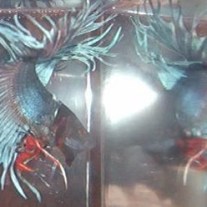 qbetta1.jpg