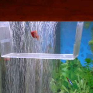 Akhtar_Bad_Platy.jpg
