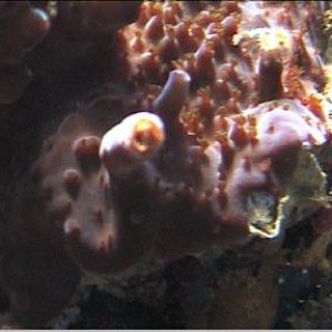 reef1_218.jpg