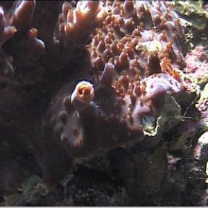 reef1_217.jpg