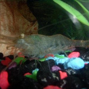 shrimp.JPG