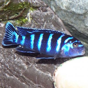 demasoni_female_1.jpg