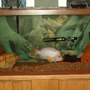qtank3.jpg