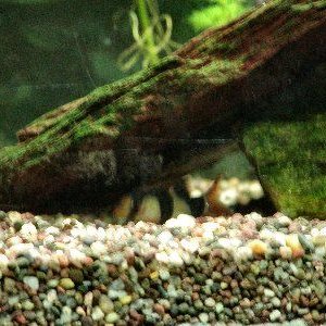 Clown_Loach.jpg