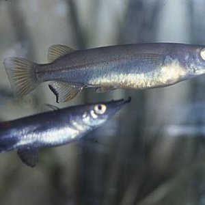 Nomorhamphus_towoeti__pair.jpg