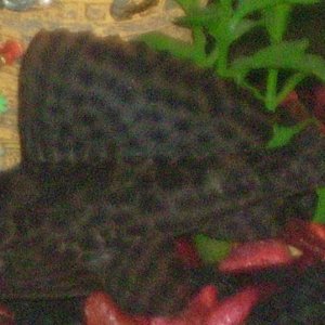 Pleco3_2.jpg