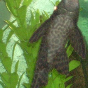 Pleco_5_2.jpg