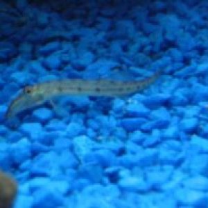 44_gal_fish_tanksm_016.jpg