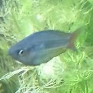 rainbowfish_2_b.jpg