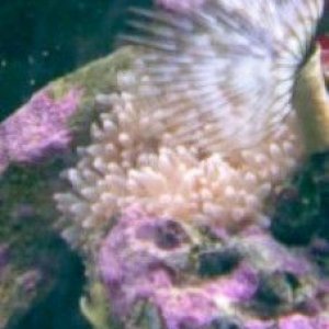 Pink_bubbletip_anemone__227_x_303_.jpg