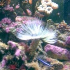 Neon_Goby__227_x_303_.jpg