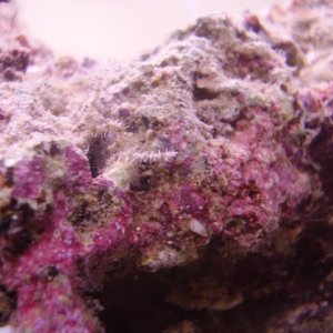 Purplebit.JPG
