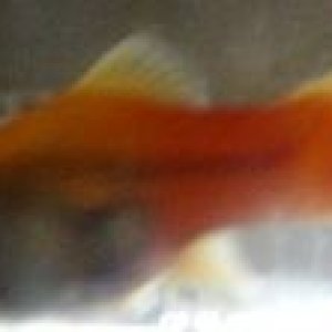 platy_2.jpg