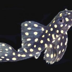 pleco_vampire.jpg