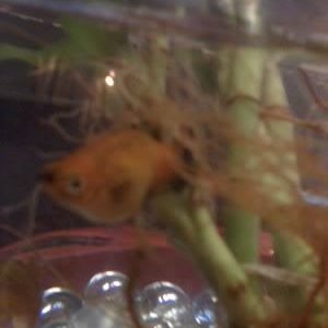 fish1.jpg