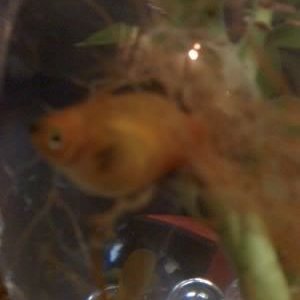 fish2.jpg