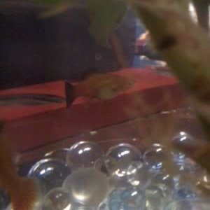 fish3.jpg