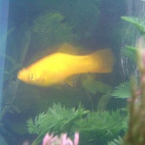 Fish_00005.JPG
