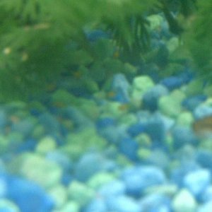 Fish_00010.JPG