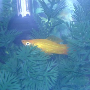 Fish_00000.JPG
