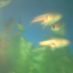 Fish_00003.JPG