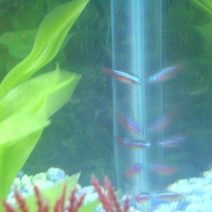 Fish_00006.JPG