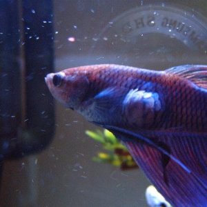 tank_010.JPG