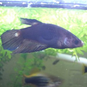 Picture_004__Small_.jpg