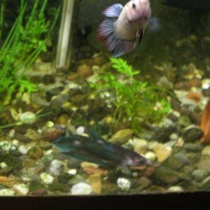 Picture_006__Small_.jpg
