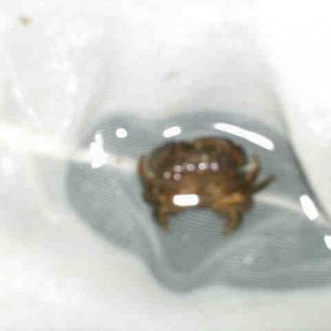 Crab_1.JPG