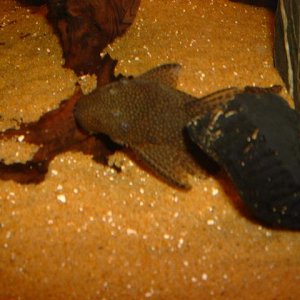 fish011.JPG