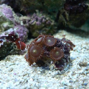 Reef_1.jpg