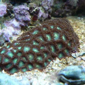 reef_2.jpg