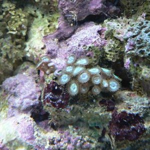 reef_6.jpg