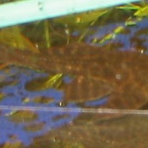 IMG_1251.JPG
