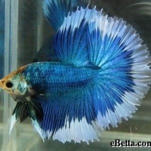 halfmoonbetta.jpg