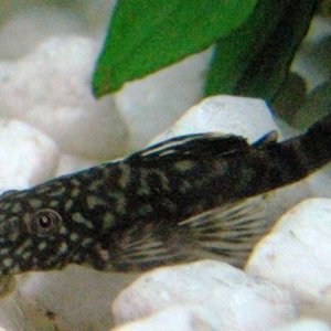 My_Pleco_named_Babe.JPG