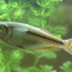 aus_rainbowfish.jpg