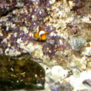 Nemo.JPG
