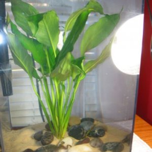 plant.jpg