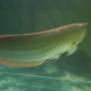 arowana_1_forum.jpg