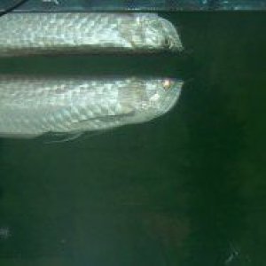 arowana_2_forum.jpg