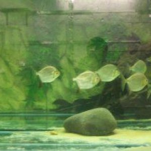 redhook_full_tank.jpg