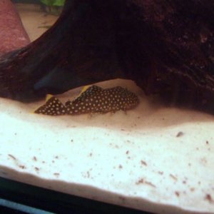 goldie_small_1.jpg